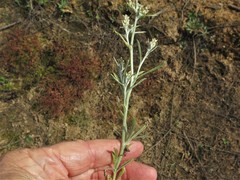 Gamochaeta antillana