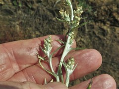 Gamochaeta antillana