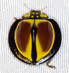 Australoneda bourgeoisi