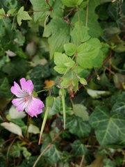 Geranium nodosum