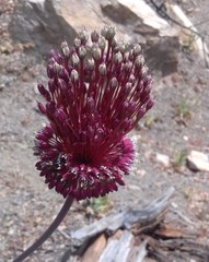 Allium amethystinum