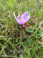 Crocus sativus