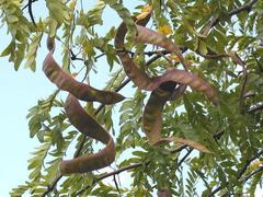 Gleditsia triacanthos