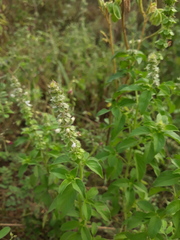 Ocimum gratissimum
