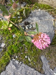 Trifolium pratense