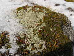 Dracophyllum muscoides