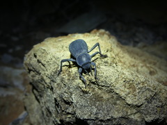 Cryptoglossa infausta