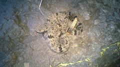 Crotalus lepidus