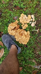 Desarmillaria caespitosa