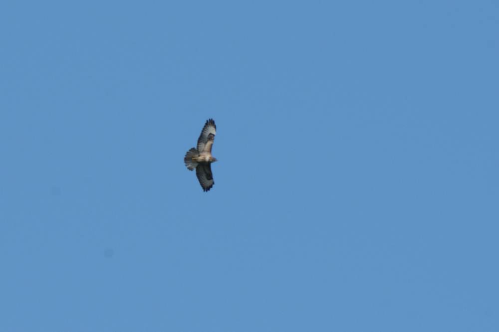 Common Buzzard