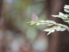 Jamides celeno aelianus