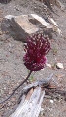 Allium amethystinum