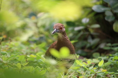 Rallina eurizonoides