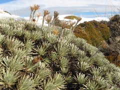 Celmisia sessiliflora