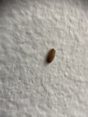 Thylodrias contractus