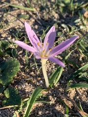 Colchicum