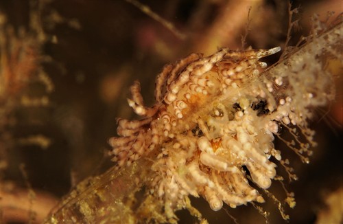Capellinia vittata