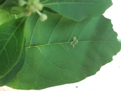 Acanthocephala femorata