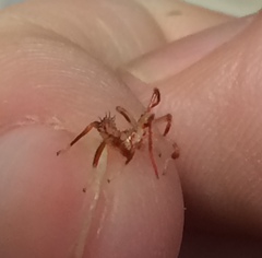 Acanthocephala femorata