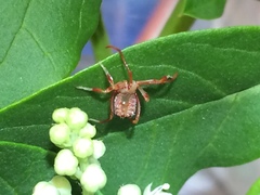 Acanthocephala femorata