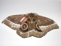 Gonimbrasia zambesina