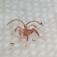 Acanthocephala femorata