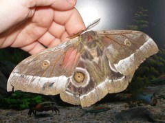Gonimbrasia zambesina