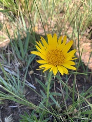 Berkheya subulata subulata