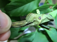 Acanthocephala femorata