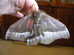 Gonimbrasia zambesina