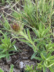 Berkheya subulata subulata