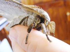 Gonimbrasia zambesina