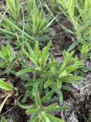 Berkheya subulata subulata
