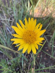 Berkheya subulata subulata