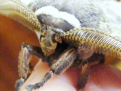 Gonimbrasia zambesina