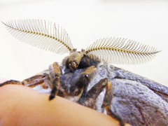 Gonimbrasia zambesina