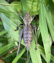 Thyreonotus corsicus