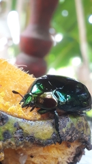 Lagochile emarginata