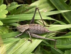 Thyreonotus corsicus