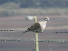 Streptopelia decaocto