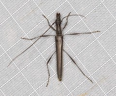 Rhinophthalmus