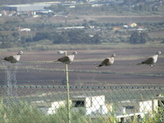 Streptopelia decaocto
