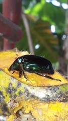 Lagochile emarginata