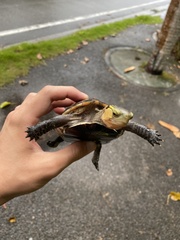 Cuora flavomarginata evelynae