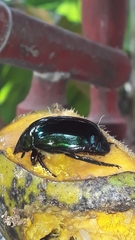 Lagochile emarginata