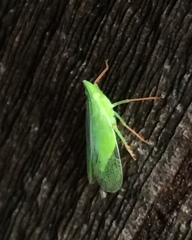 Rhynchomitra recurva