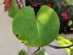 Cercis siliquastrum