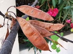 Cercis siliquastrum