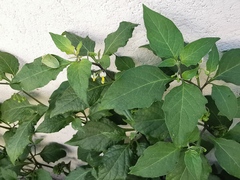 Solanum nigrum