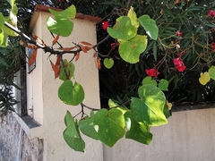 Cercis siliquastrum